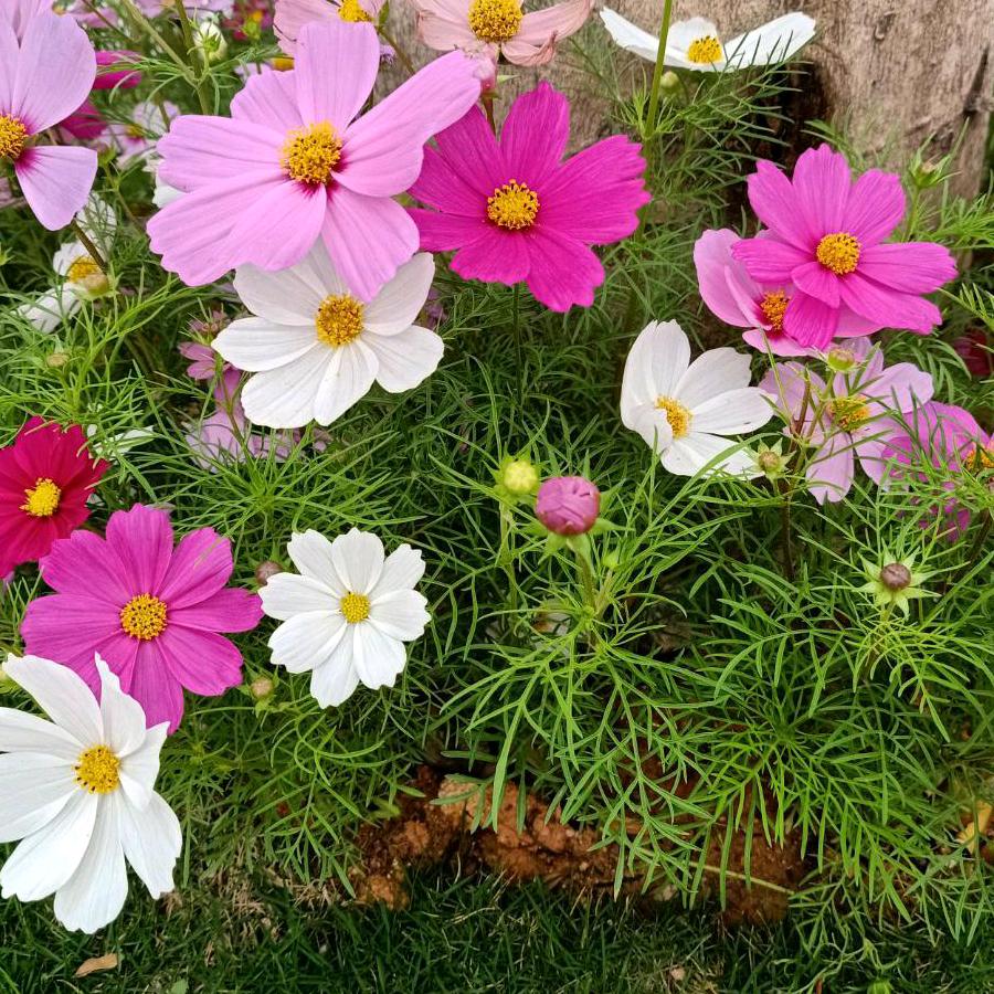朵朵