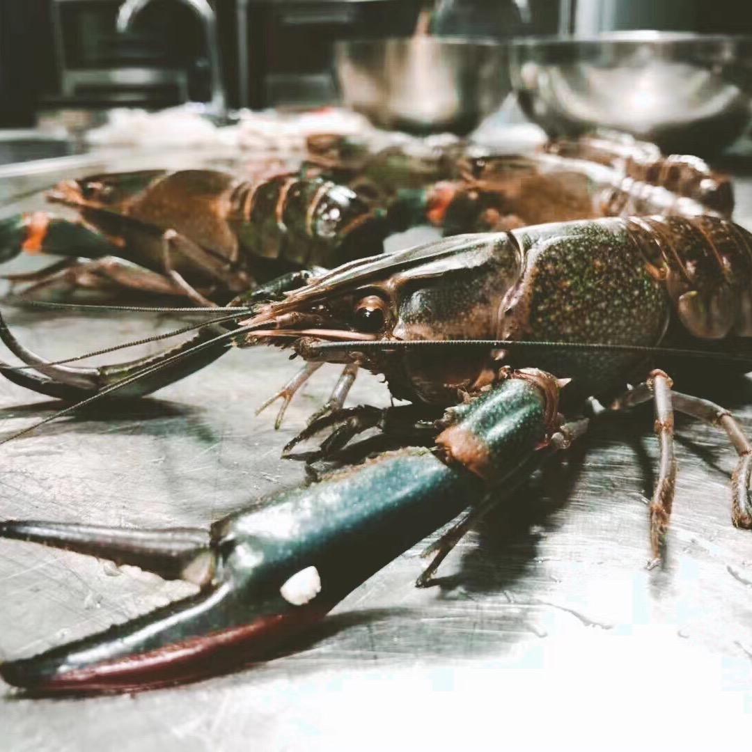 龙之鼎蓝龙虾