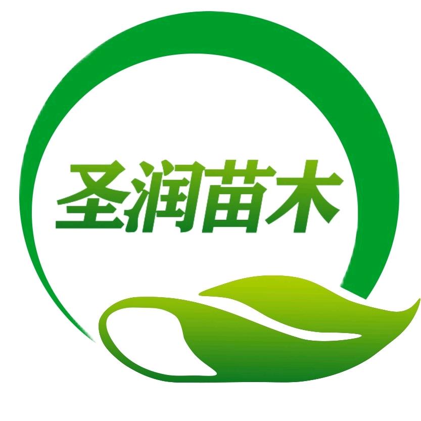 济宁法桐白蜡国槐红枫木种植基地