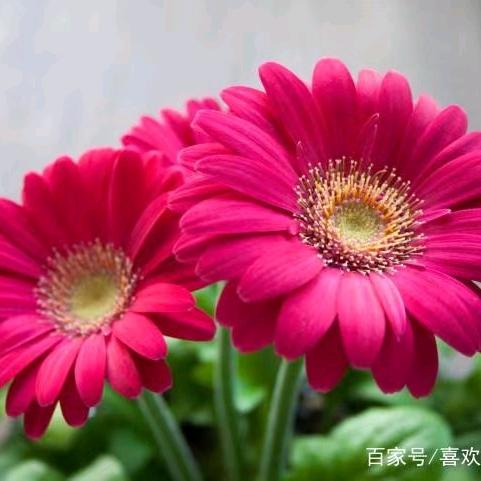 🌻向阳花开