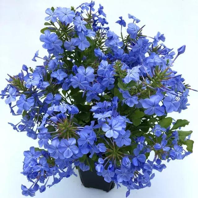 蓝雪花❄️