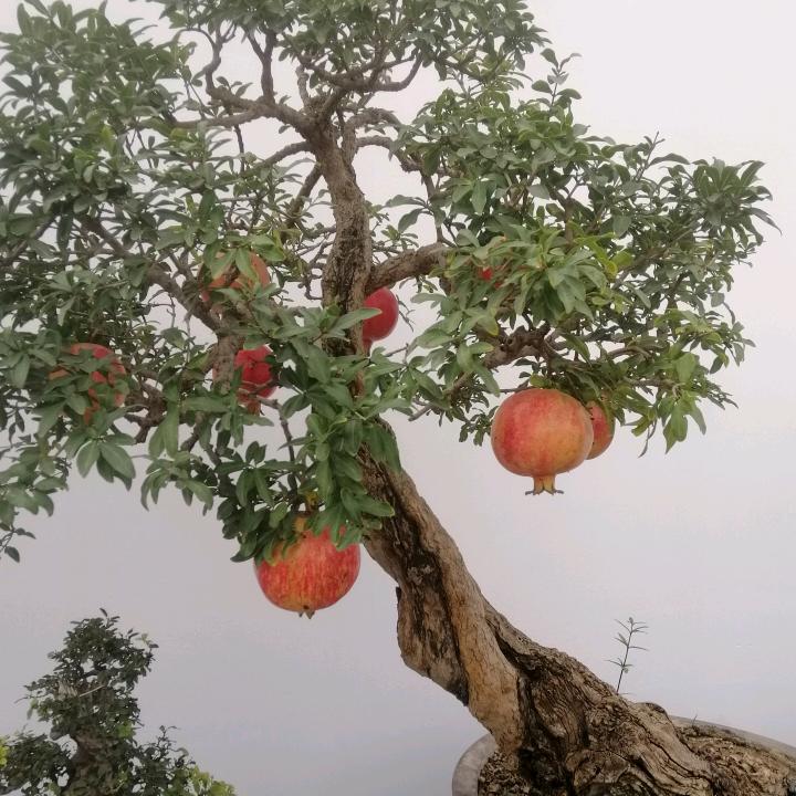 平淡是真