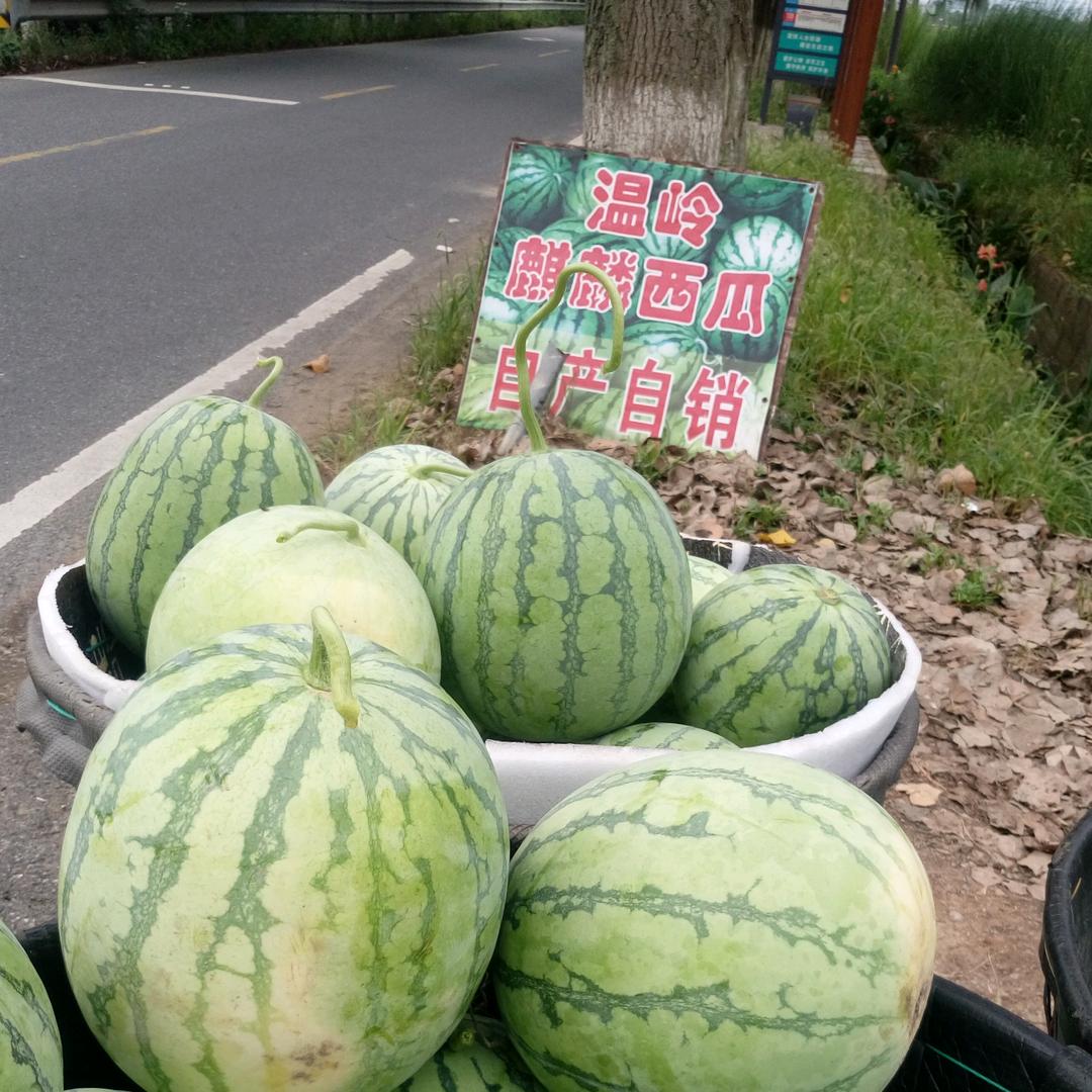 @诸暨市牌头镇齐麟西瓜采摘园