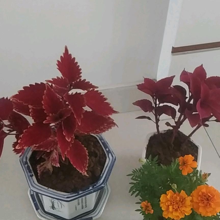 心情愉快