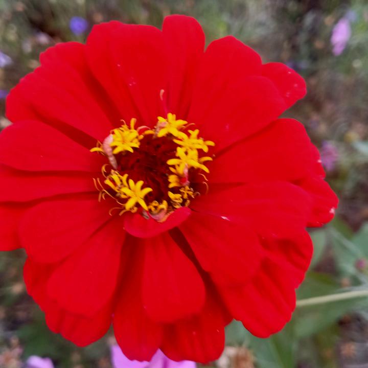 事事顺心专业剪羊毛