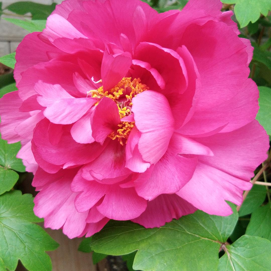春暖花开