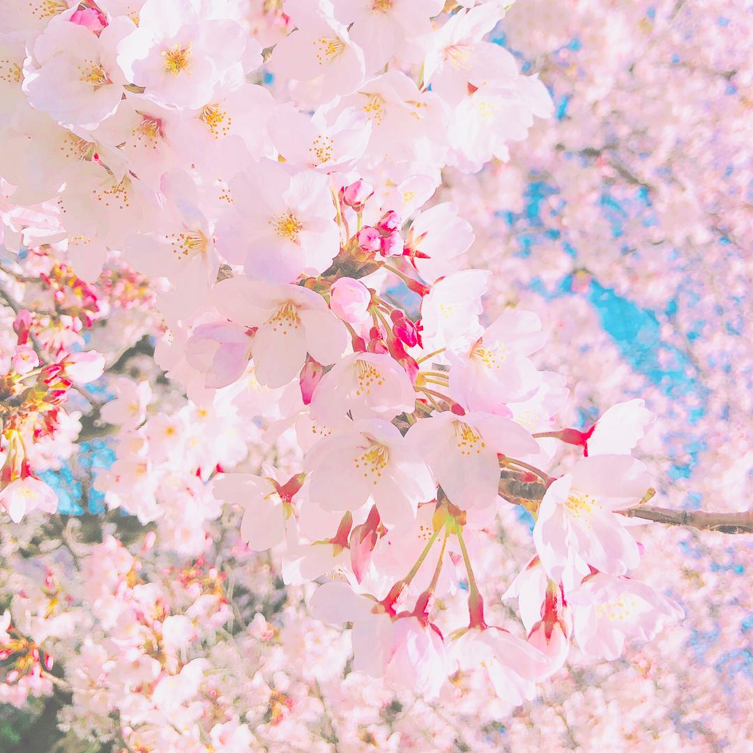柚子🐰🌸