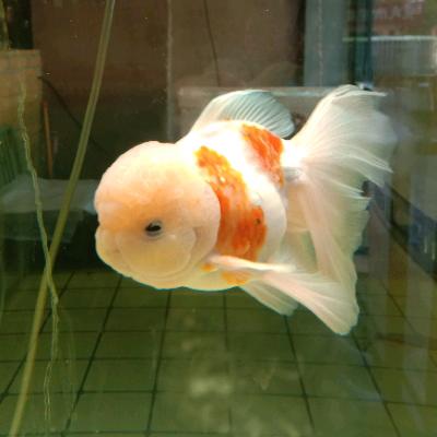 70后大叔（30年股龄带徒）