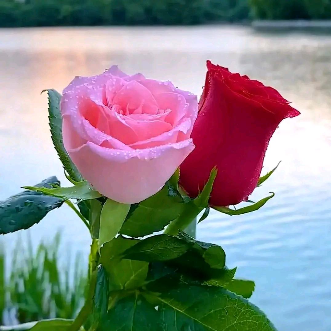 烟花🌹三月