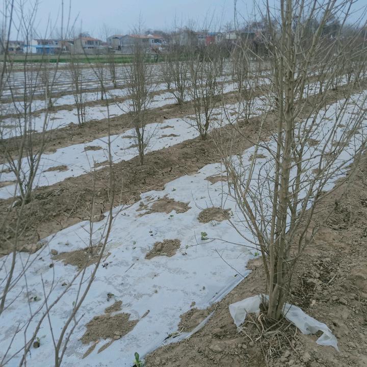 农村大叔