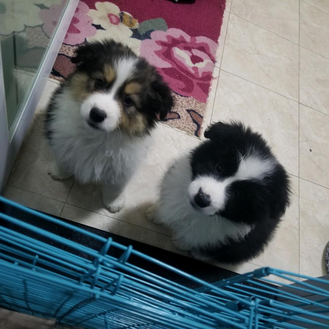 可爱的诚信人