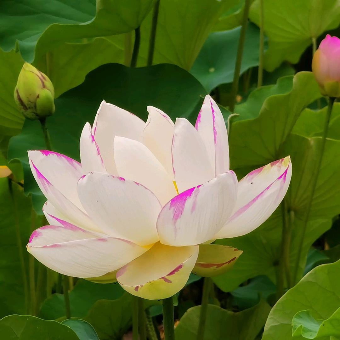 山花烂漫325