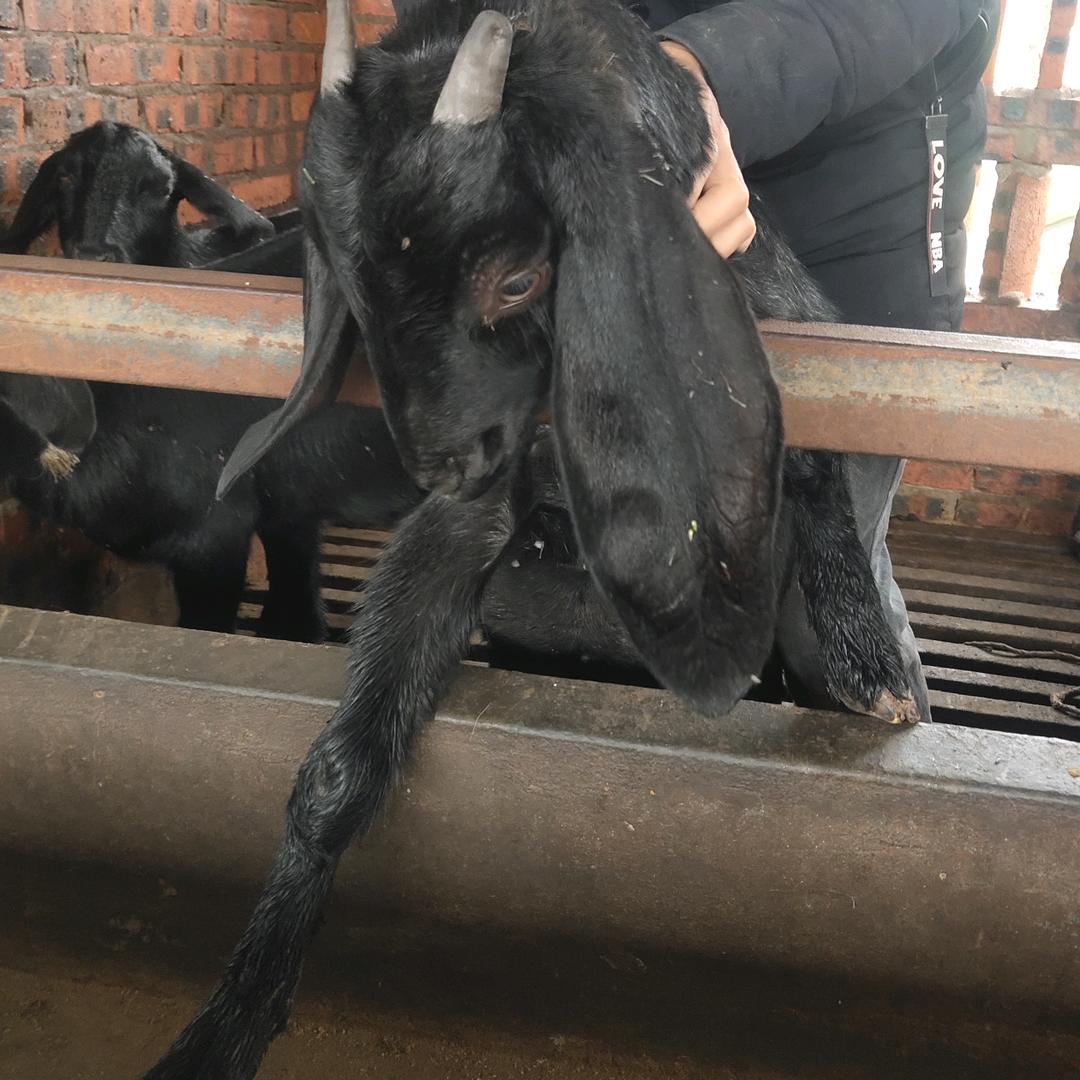 营山县新店镇张燃山羊养殖家庭农场