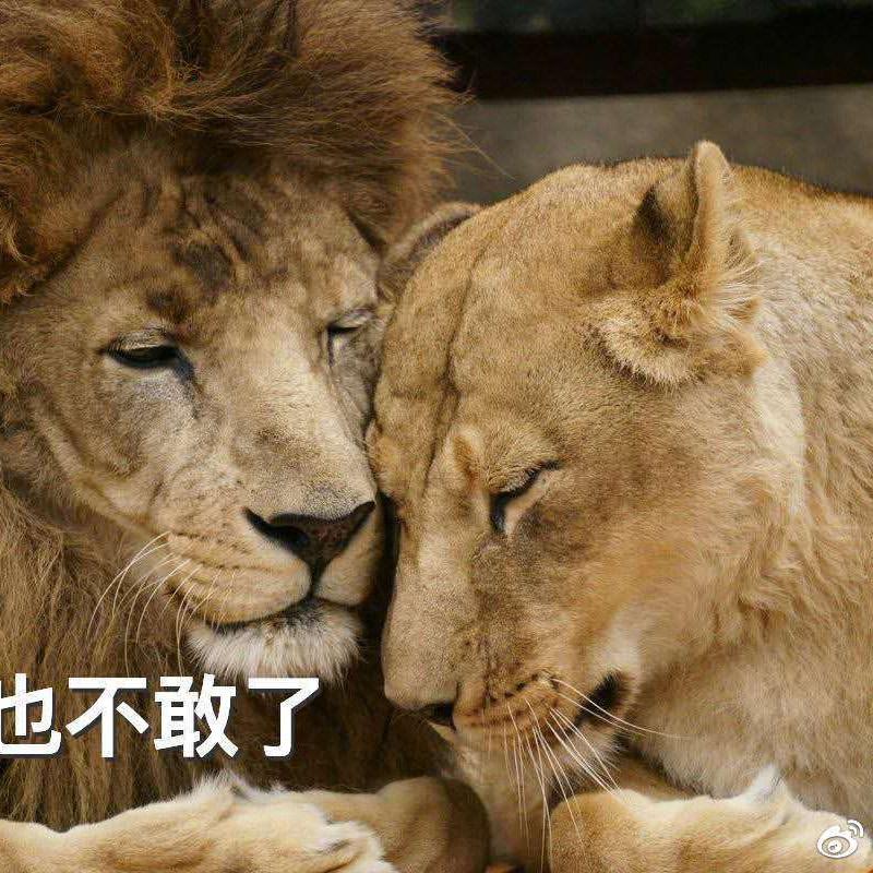 睿睿