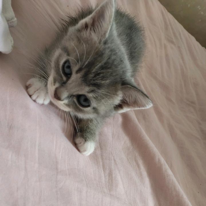 大玮