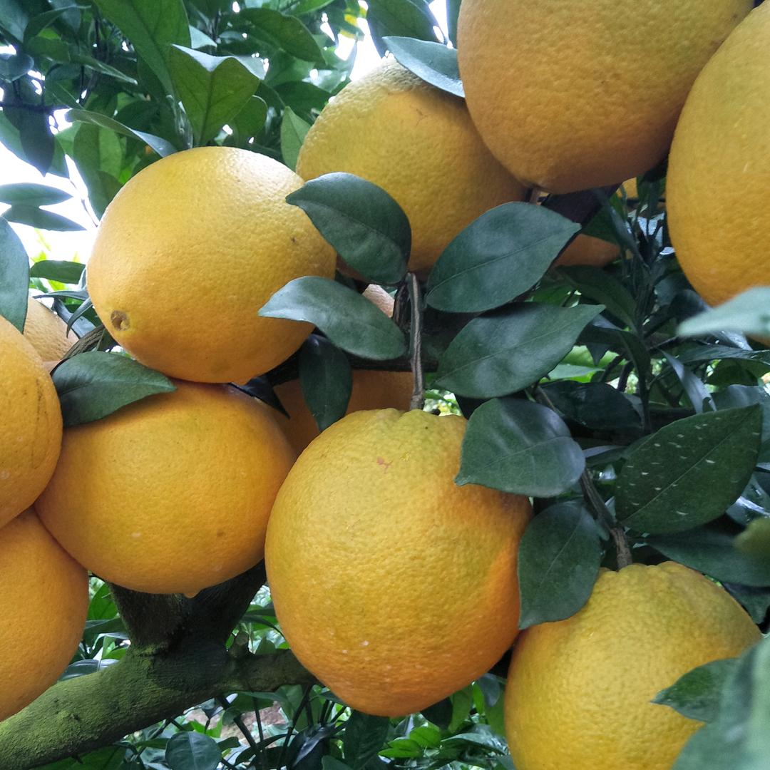 丽橙家庭农场，欧阳胜鸣