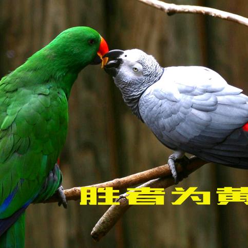 胜者为黄