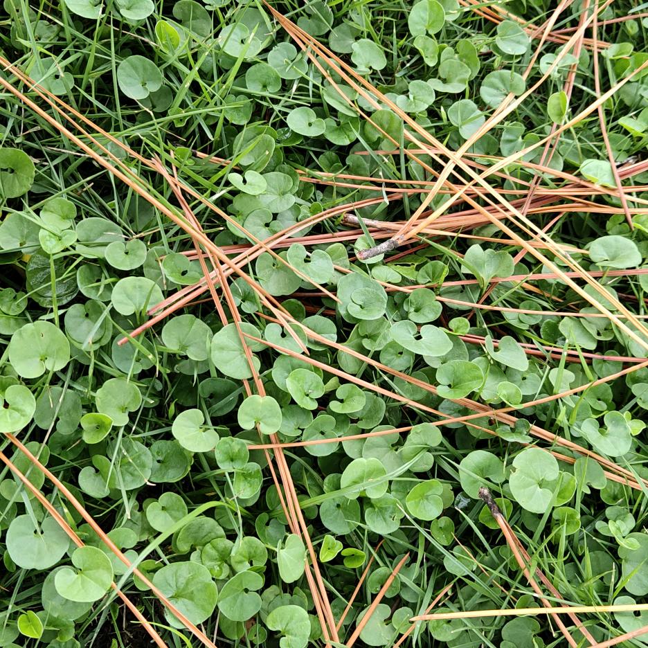 @🌿ℒℴve·Feωeng♡🍀