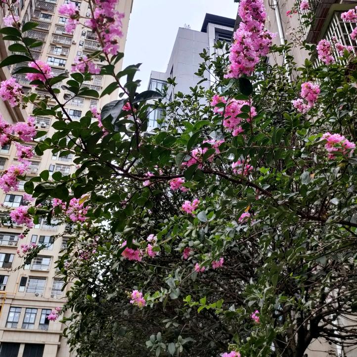 小金的精致生活