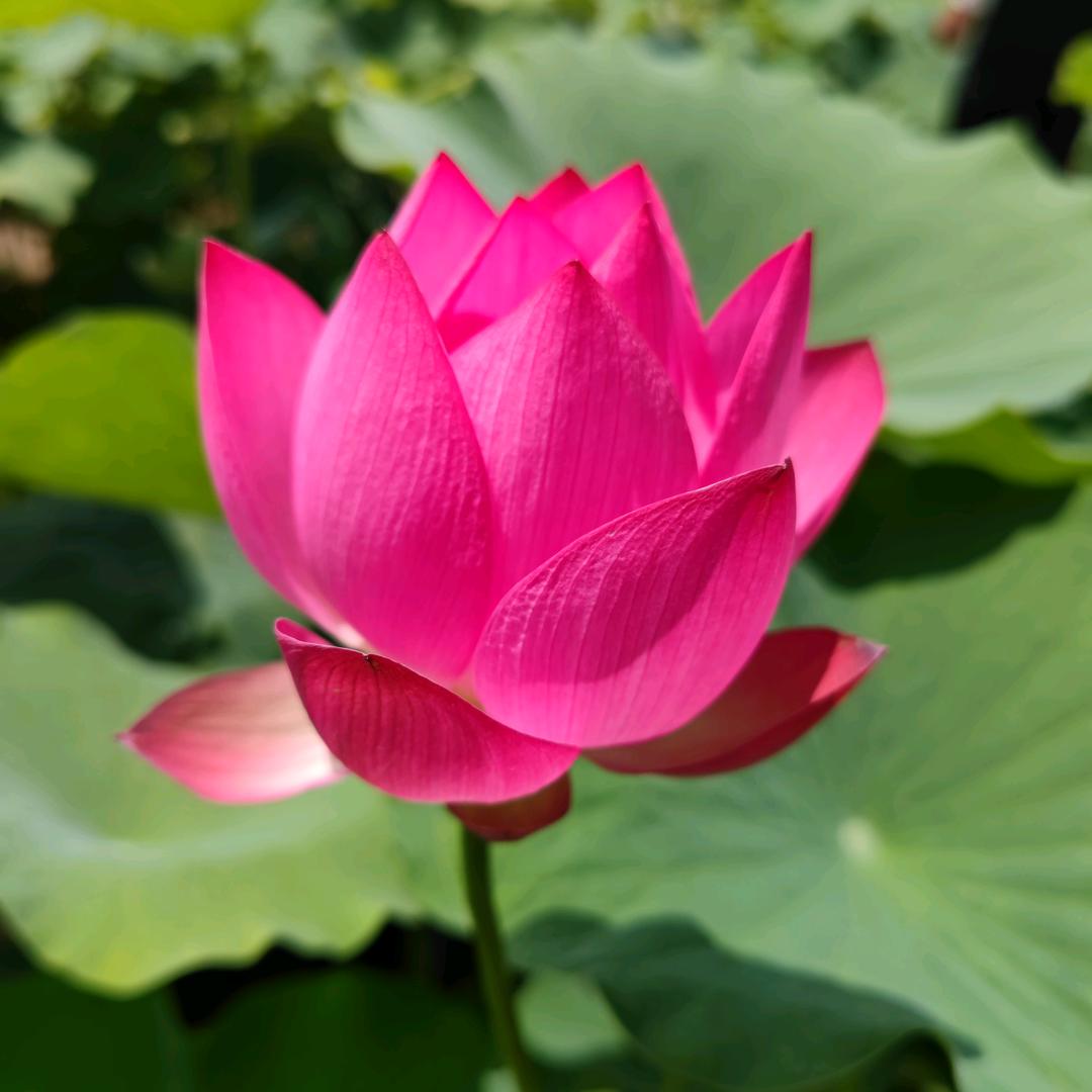 🎀沙仑玫瑰🎀