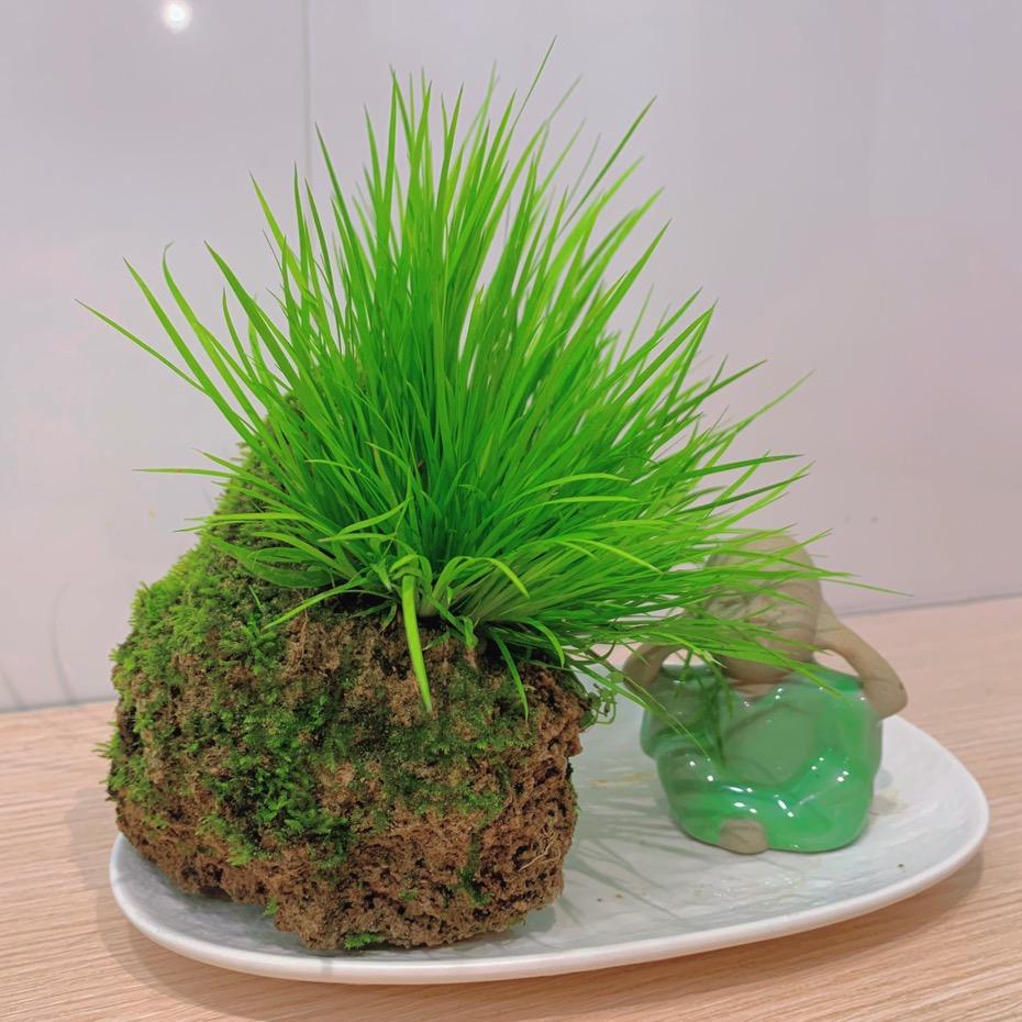 丹丹花卉绿植