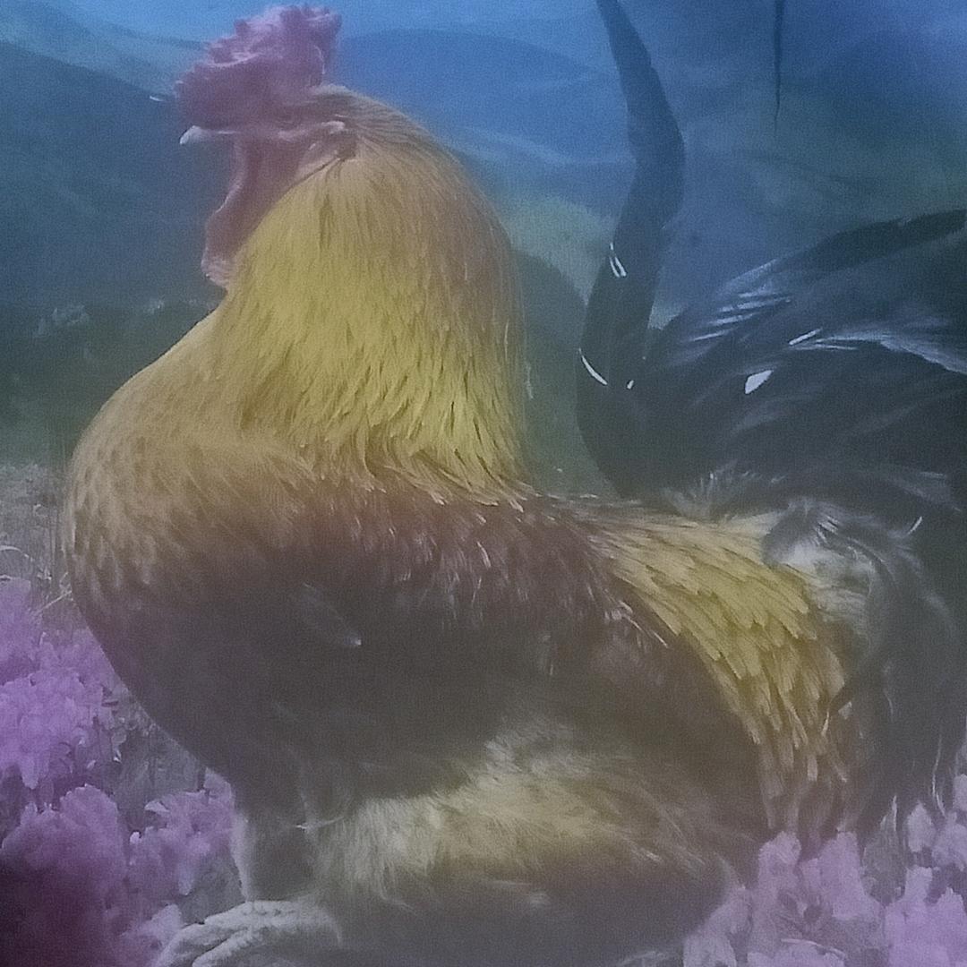 磊吉