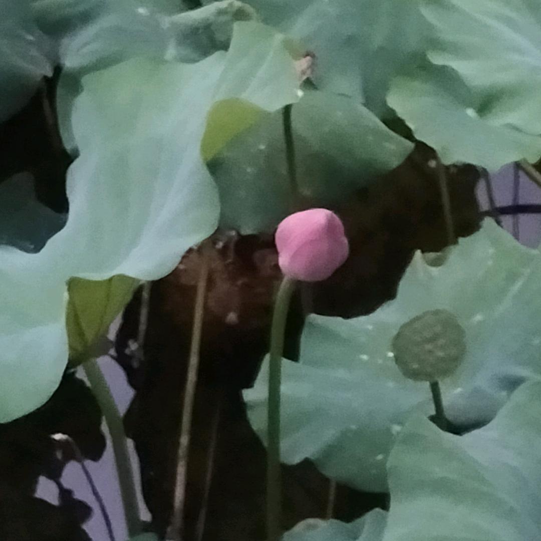 迟🍏
