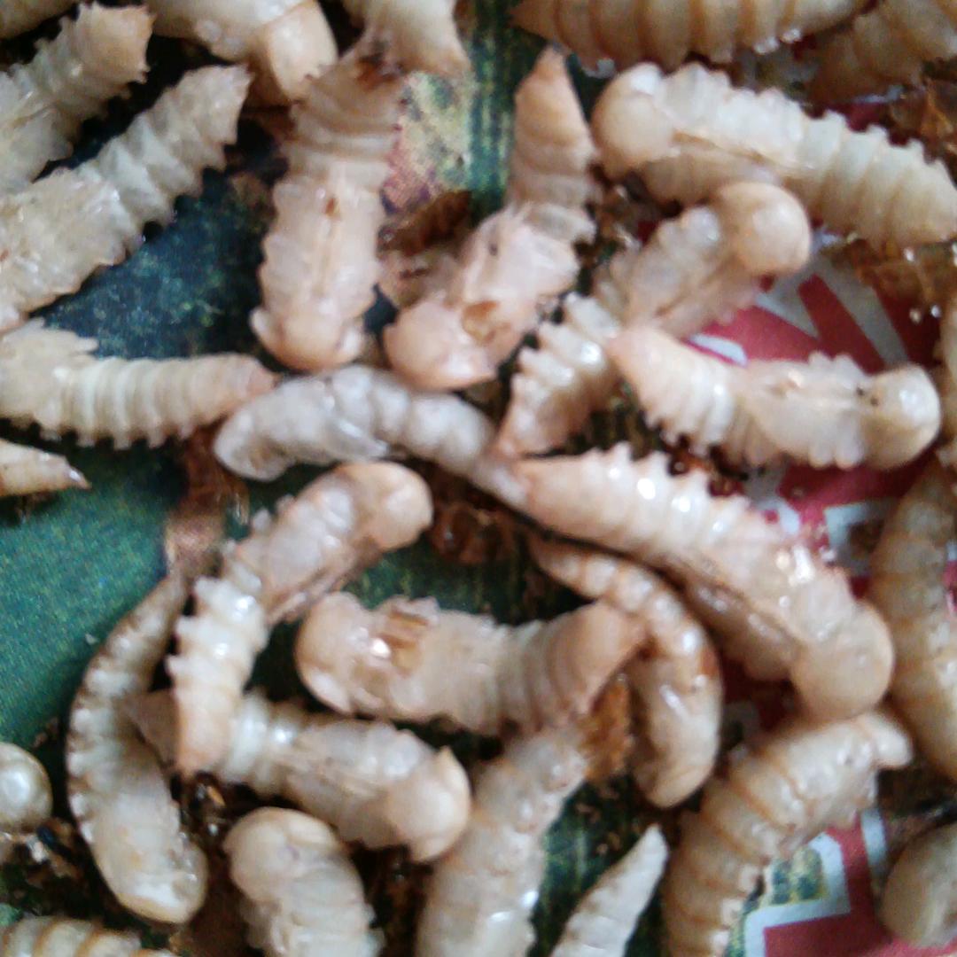 于都县梓山镇致德养殖场