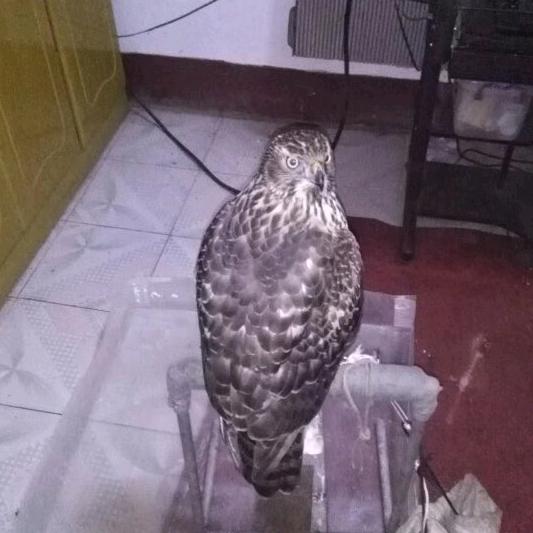 老原诚信带车人