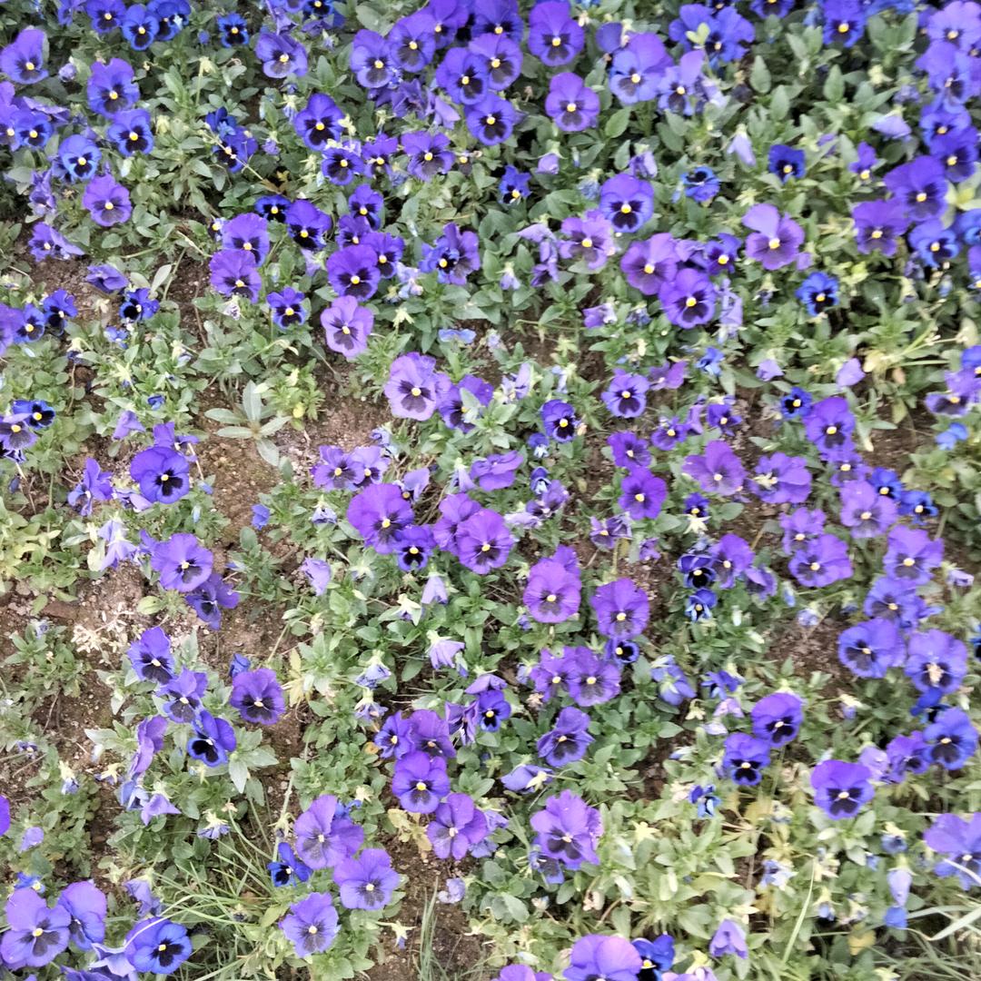 🦋无愧💐于心🦜