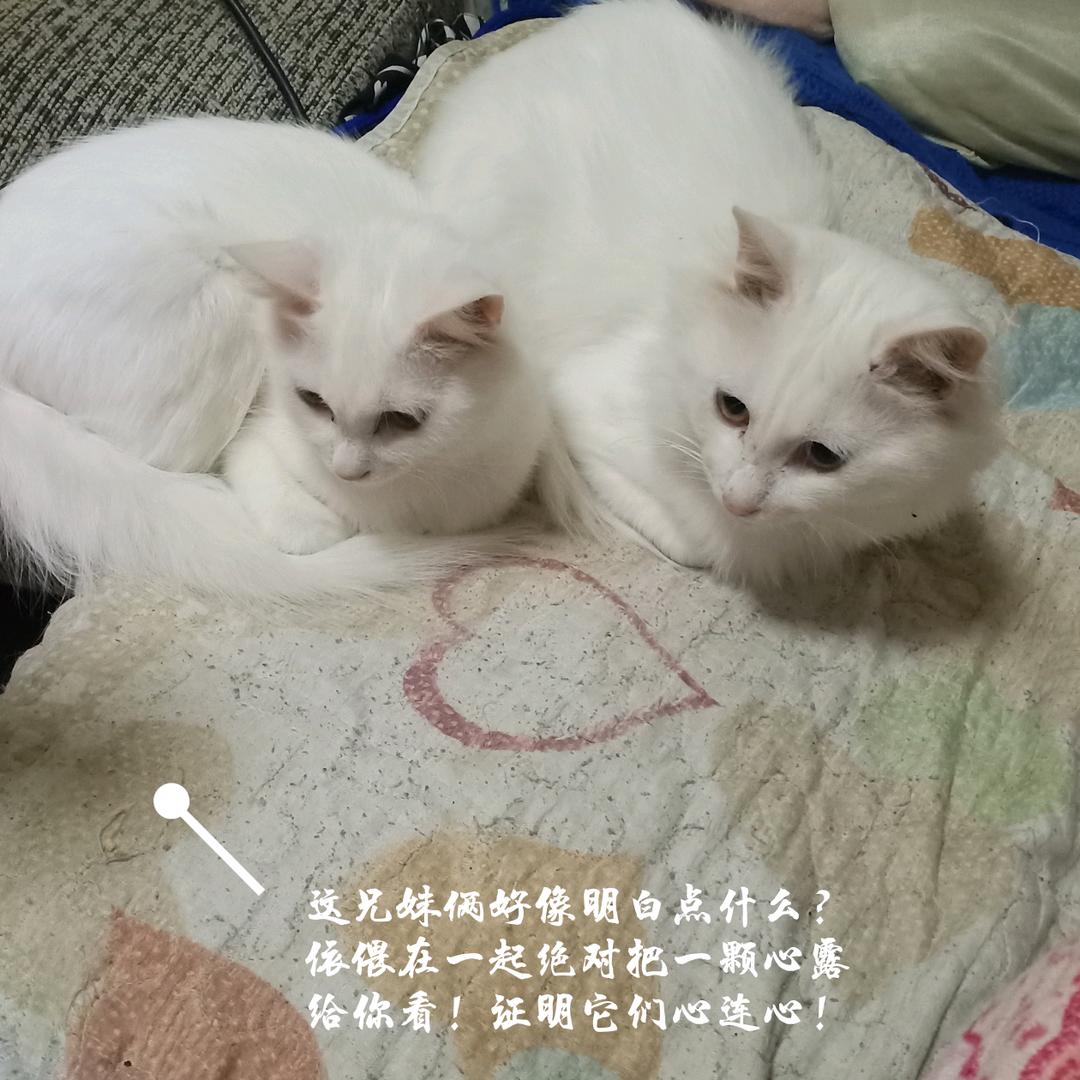 小莉猫咪之家