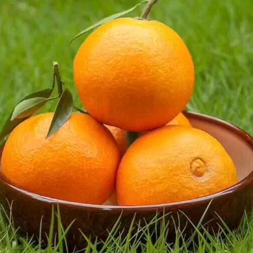 农家柑橘
