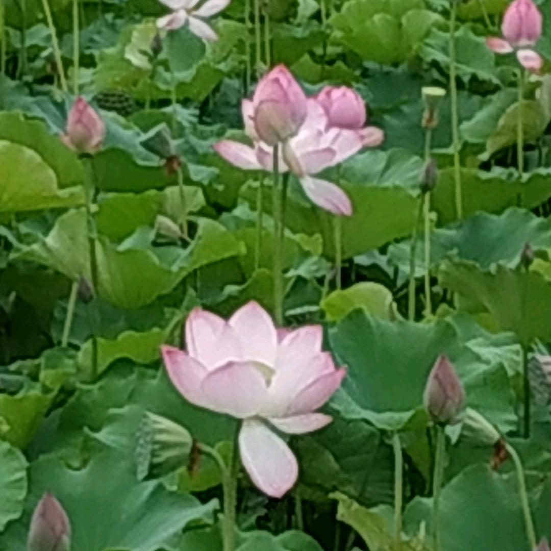 爱你没商量