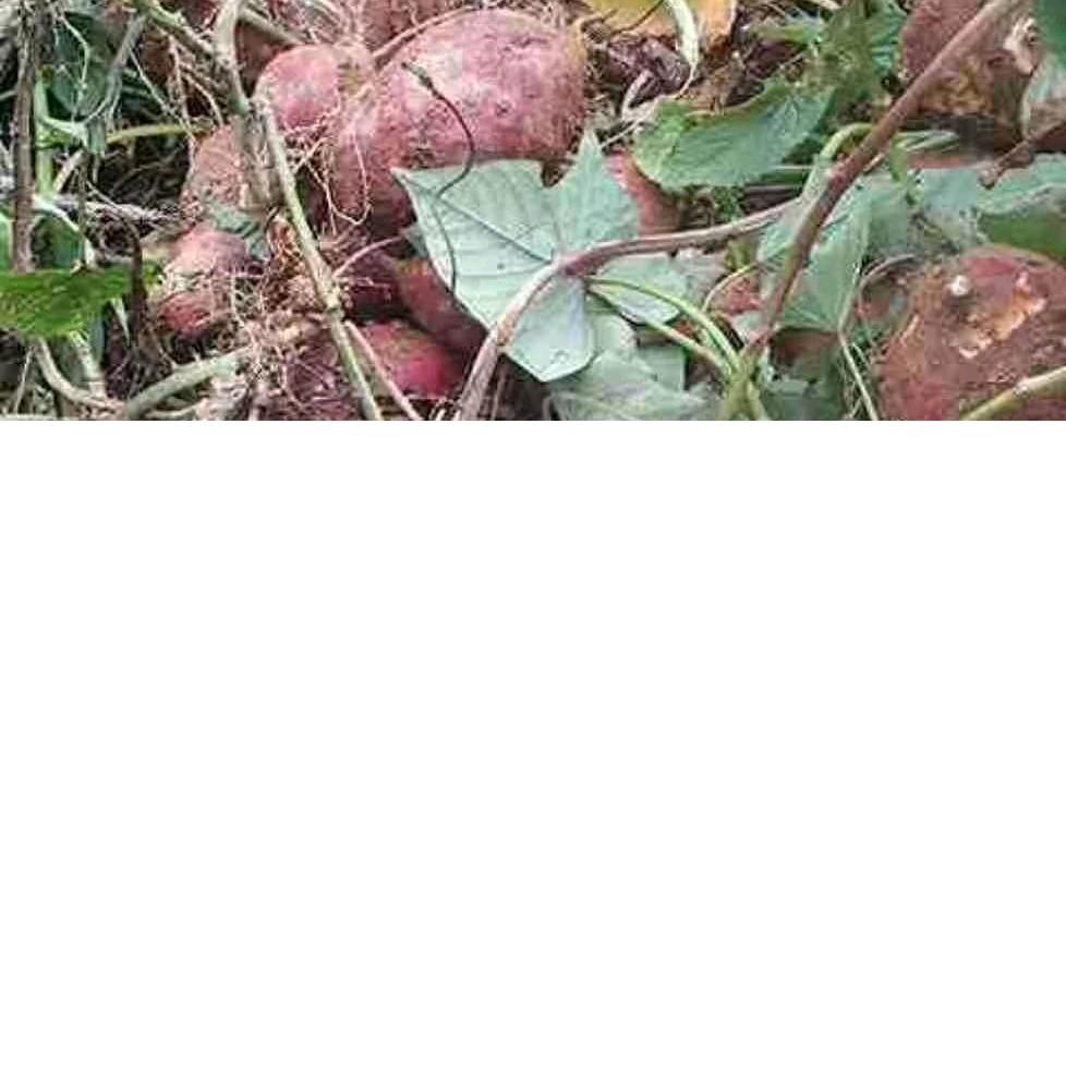 大山里的王子帅哥哥