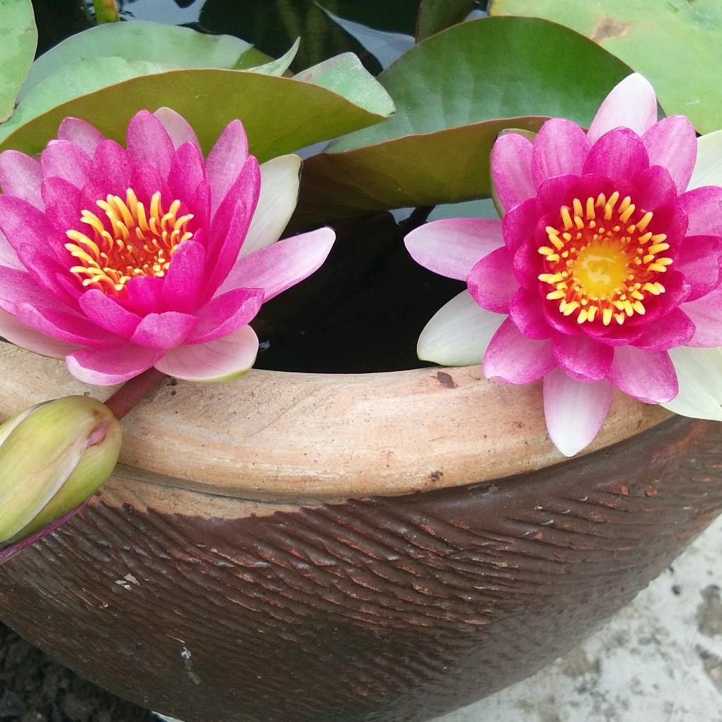 飞涛