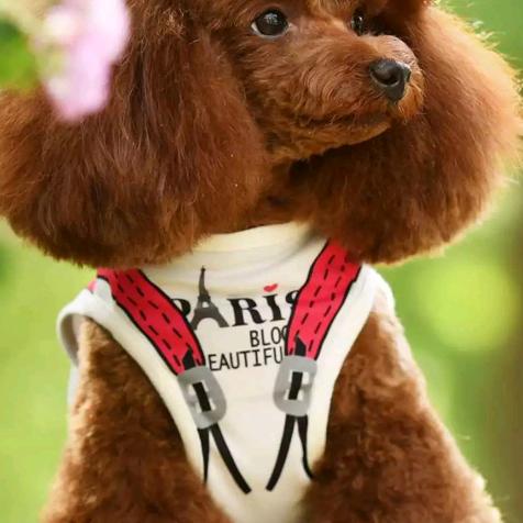 人的一生只爱一个人