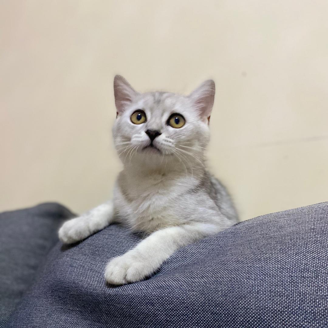 金条是戏精大哥