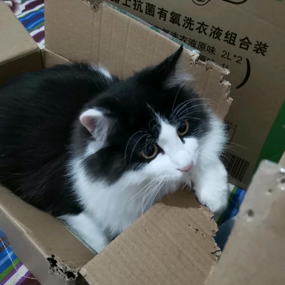 我是来看帅哥的🤫