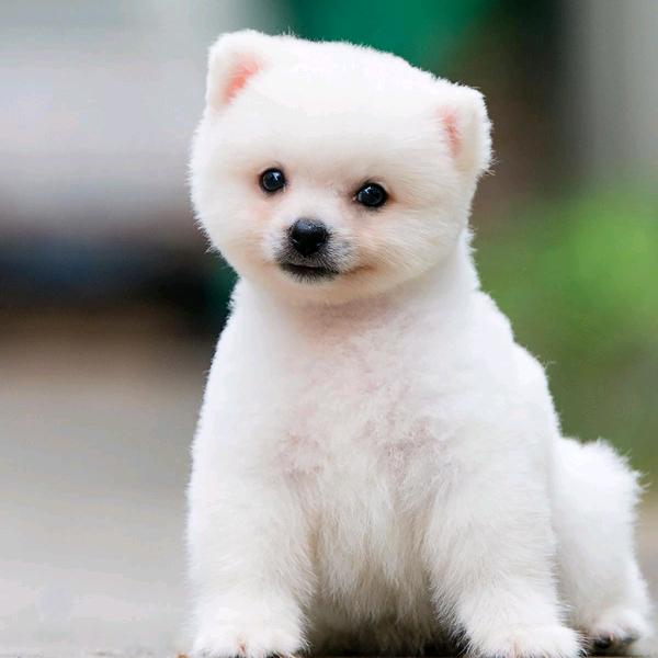 彬彬（好物在橱窗）