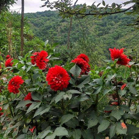 白天不懂夜的黑🐼🐼🐼