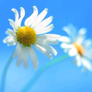 竹林雅菊