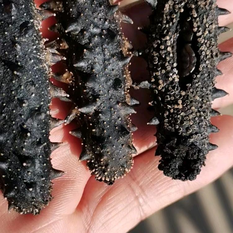 大连海参工厂团购中心