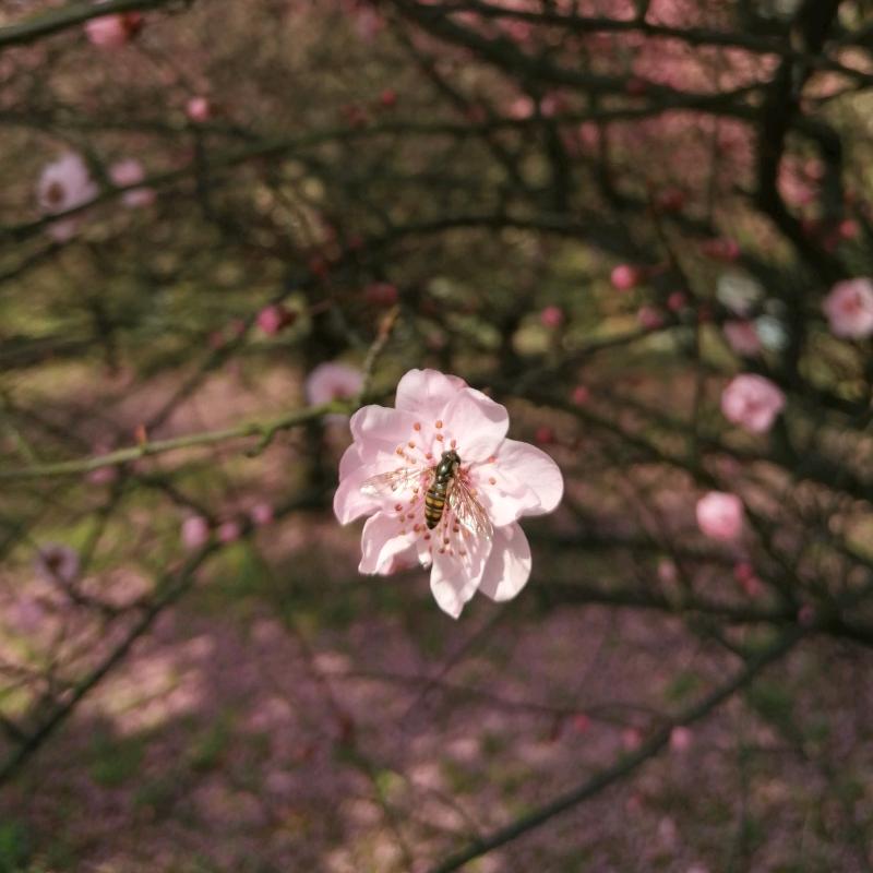 月光