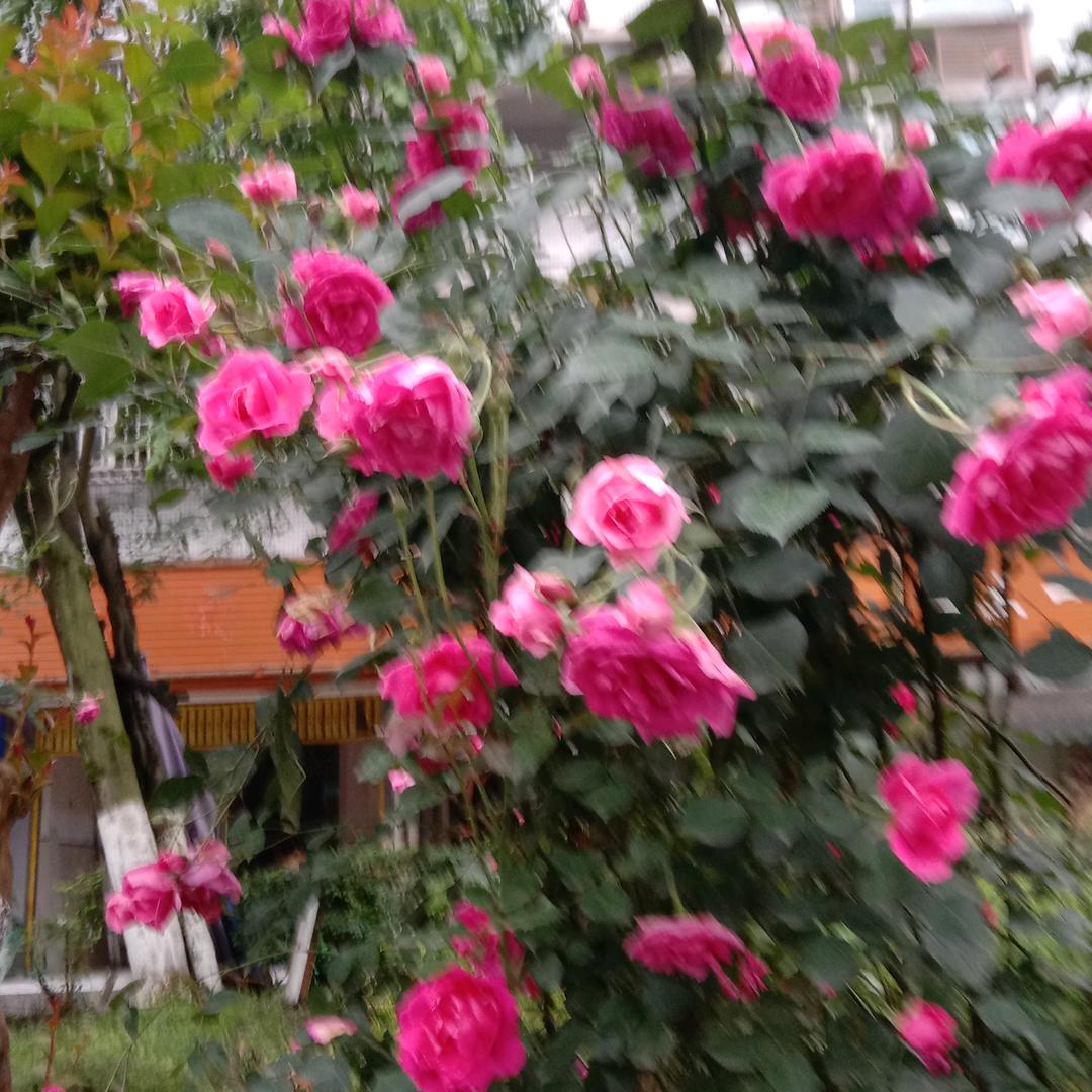 明天更好