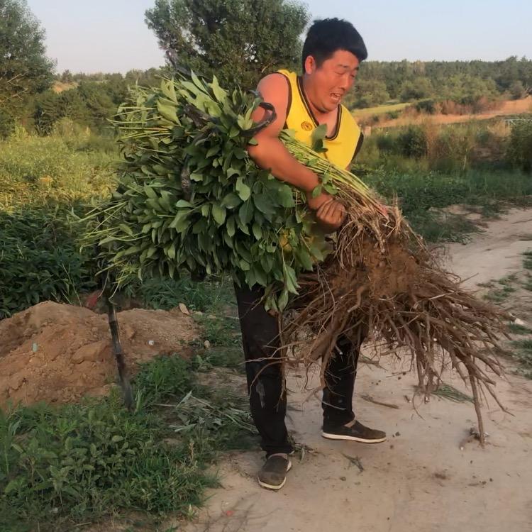 我是蔡芍药