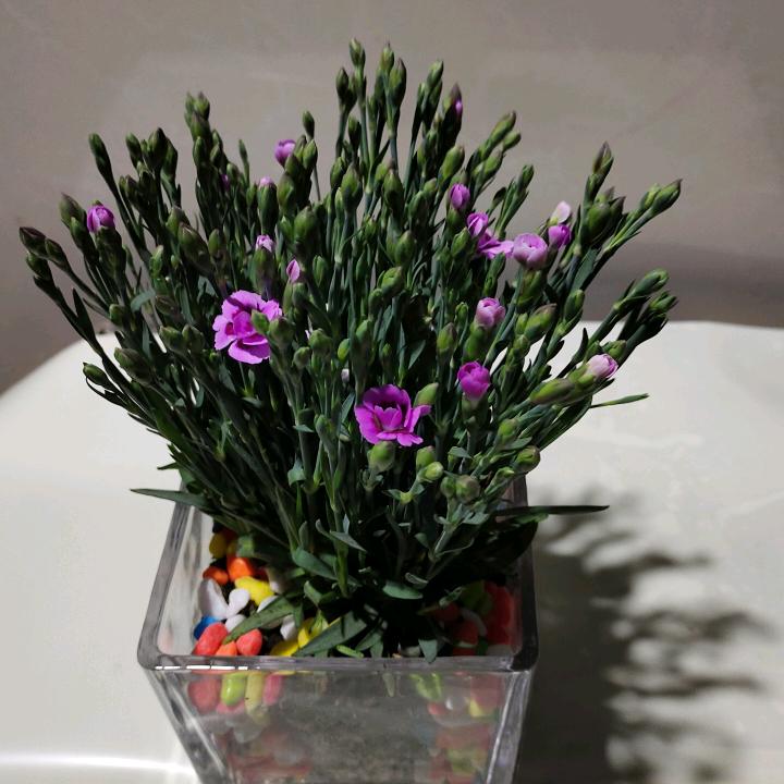 东明县瑞丽花卉东明县同城