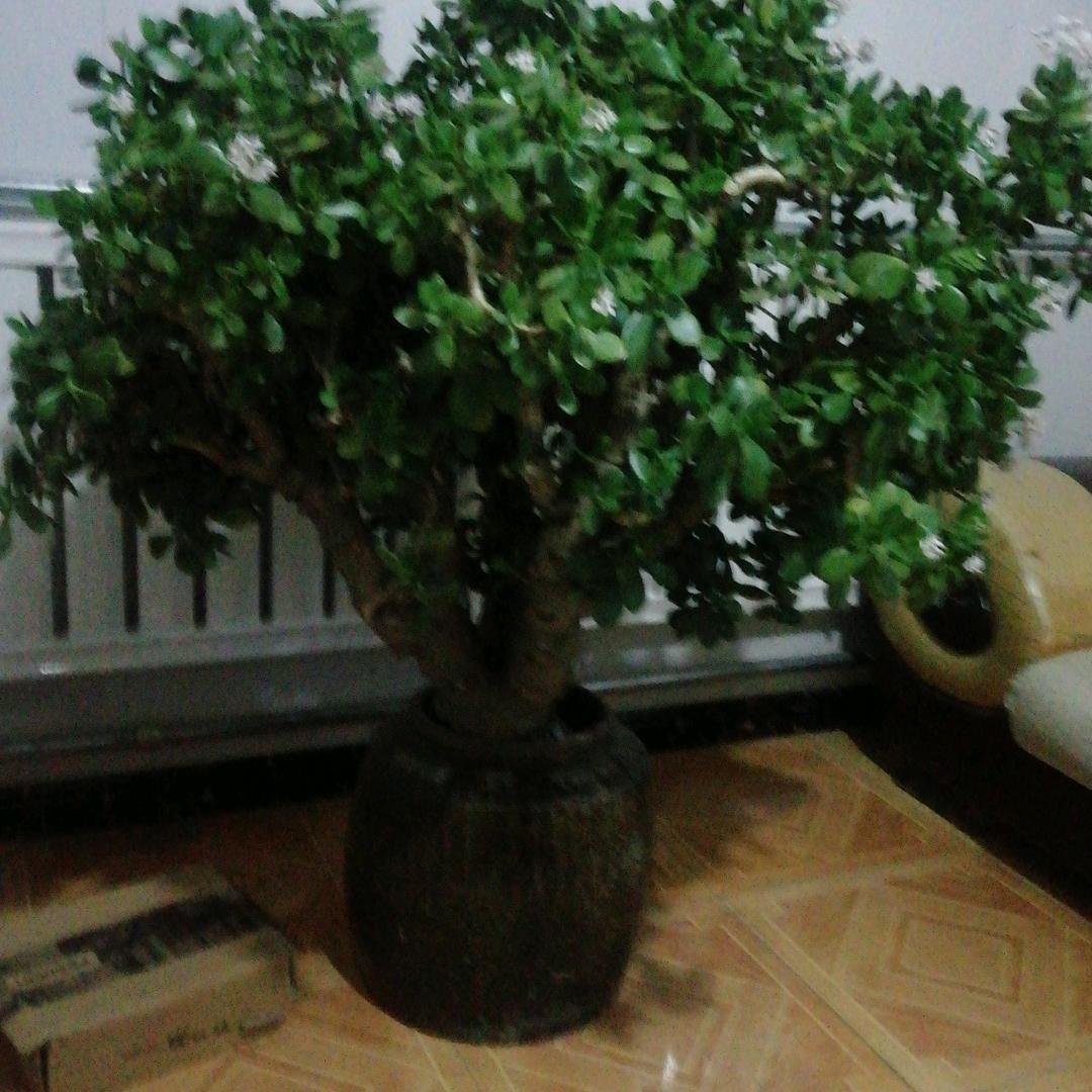 清风明月好时光