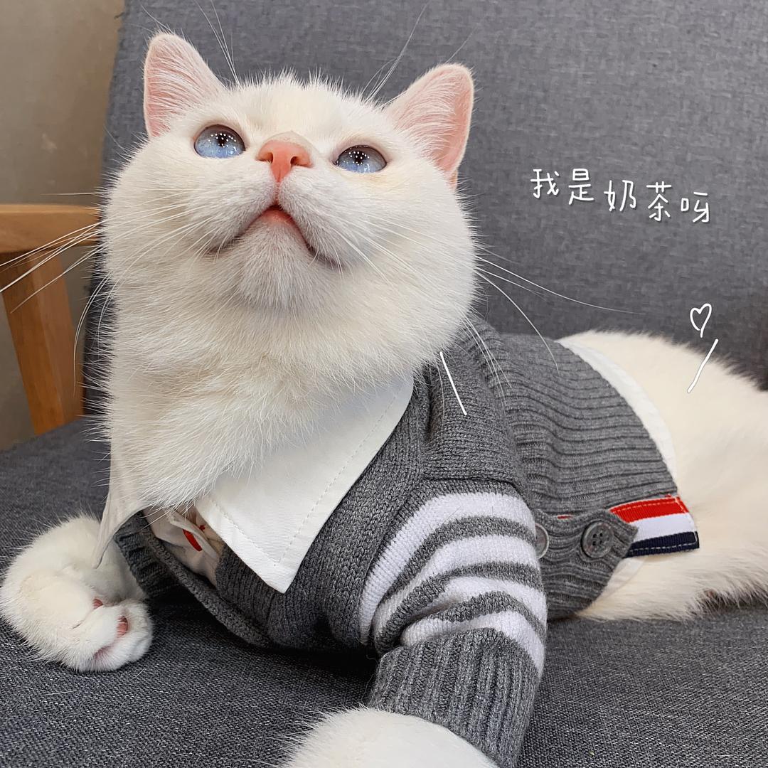 奶茶是只猫