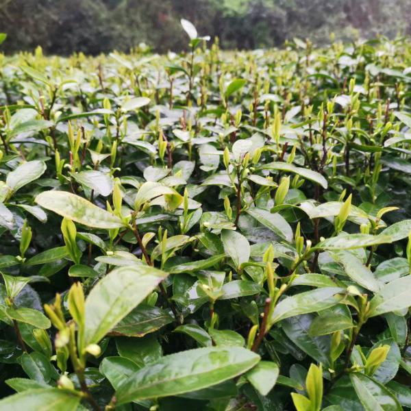 鹰磊茶叶自产自销洪英8162344986