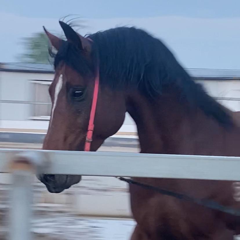🐎珍宝良驹（马匹收售）